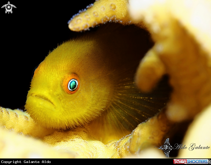 Emerald Bearded Goby