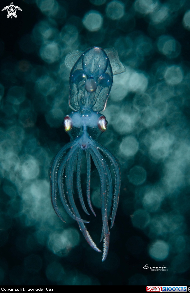A Squid