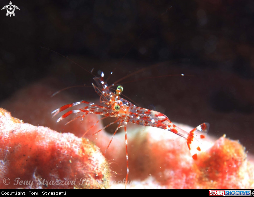 A Unidentified shrimp