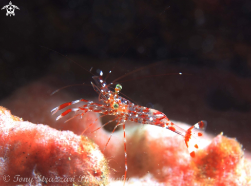 A Unidentified shrimp