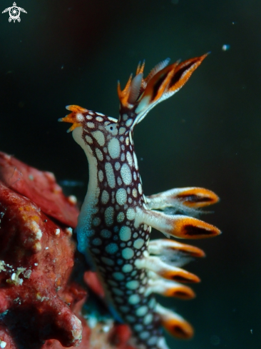 A Bornella anguilla  | Nudibranch