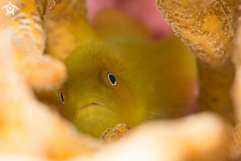A Hairy yellow goby