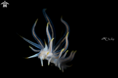 A Cuthona sp 60 | Nudibranch