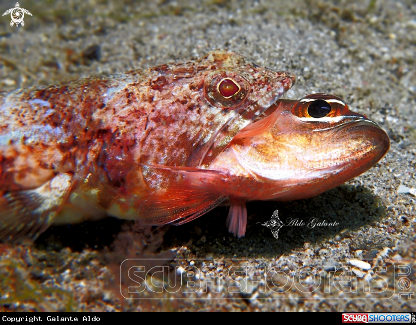A Reef Lizardfish