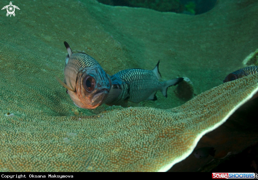 Hard coral and violet soldierfishes