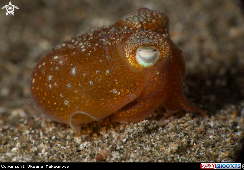 Tropical bottletail squidÂ (Sepiadarium kochi)