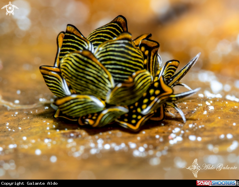 A Tiger Butterfly Nudibranch
