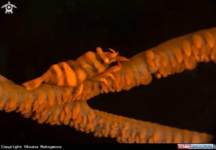 Ankerâs Whip Coral Shrimp (Pontonides ankeri)