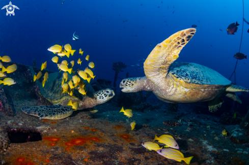 A Hawaiian green sea turtle