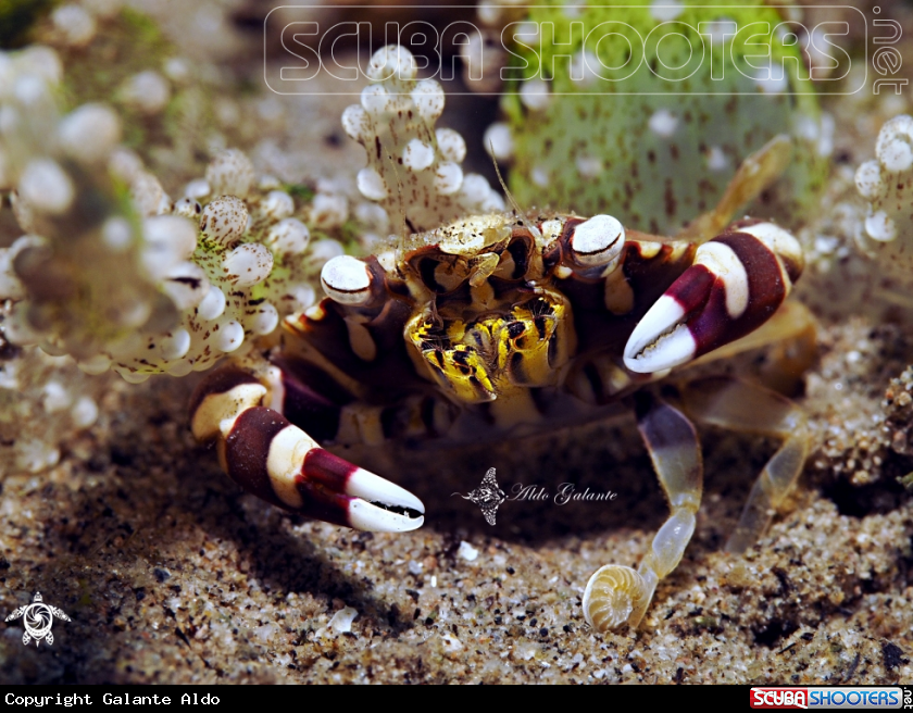 A Harlequin Swimming Crab 