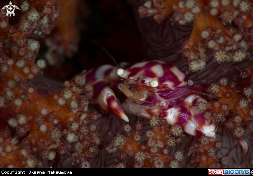 Soft Coral Porcelain Crab (Lissoporcellana nakasonei) carrying the eggs