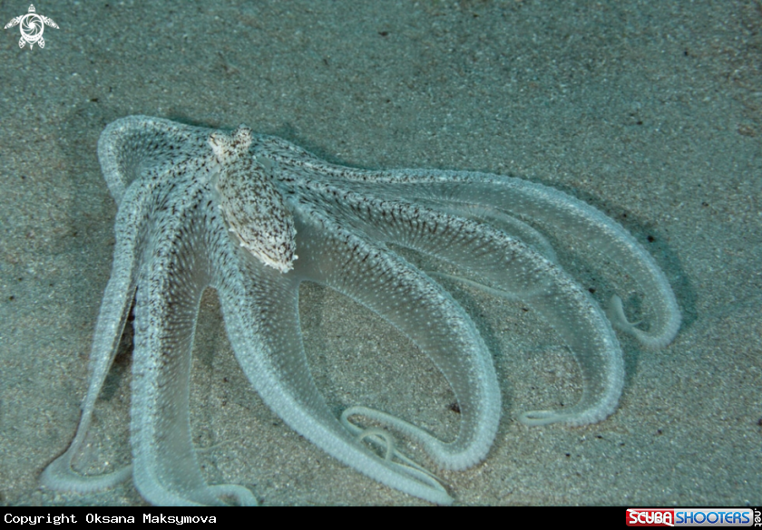Longarm octopus (Octopus sp. 2)