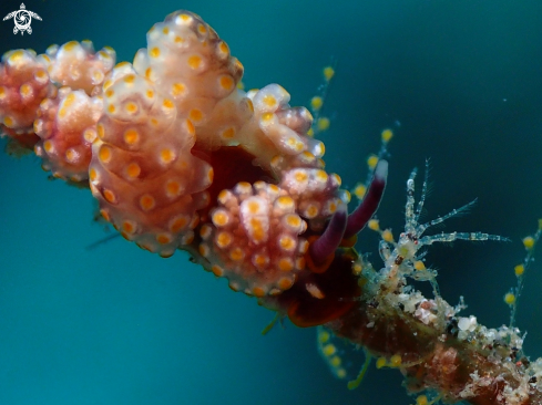 A Doto sp. & Caprella sp. | Nudibranch & Shrimp