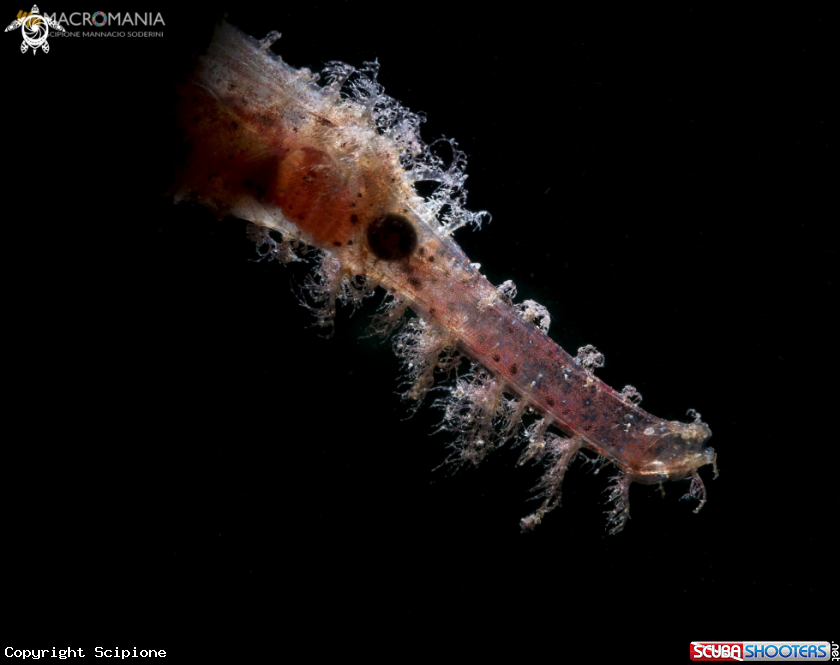 A Ghost pipefish ornatus