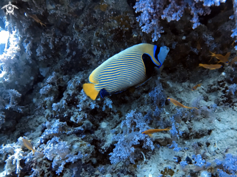 A Pomacanthus | Emperor Angelfish