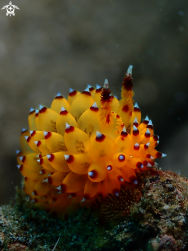 A Janolus sp | Nudibranch
