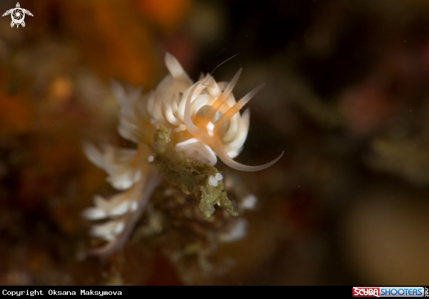 Nudibranch Caloria sp.