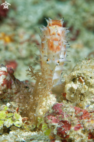 A Hippocampus hystrix | Thorny Seahorse