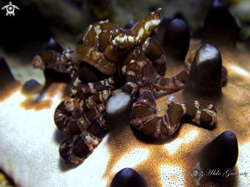 A Wonderpus Octopus