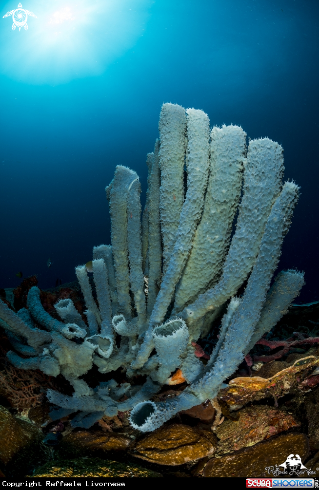 A Tube coral