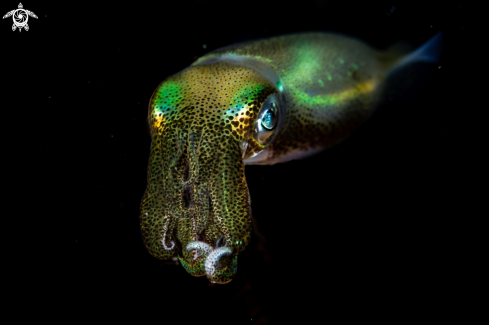A Sepioteuthis lessoniana, | Bigfin reef squid