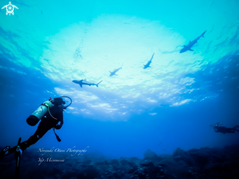 A diver and sharks