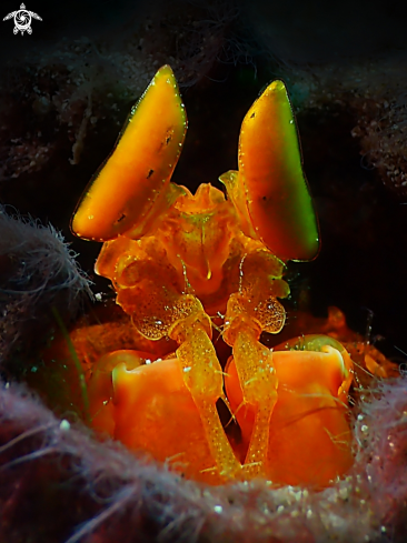 A Lysiosquilloides mapia | Mantis Shrimp