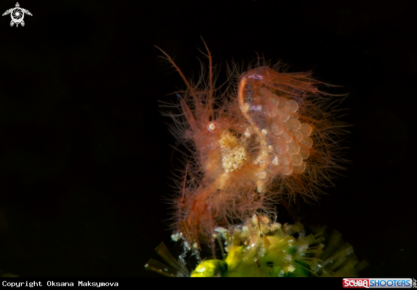 Hairy Shrimp ( Phycocaris simulans) carrying the eggs