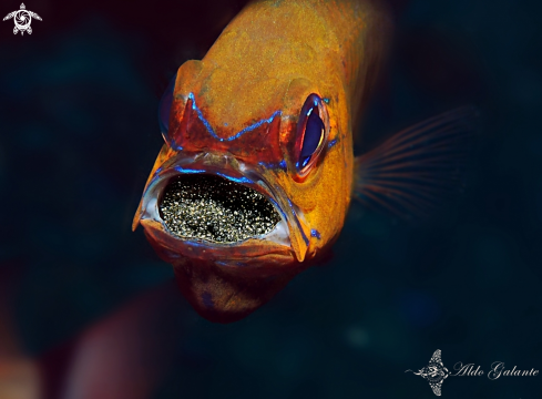 A Ring Tailed Cardinalfish 