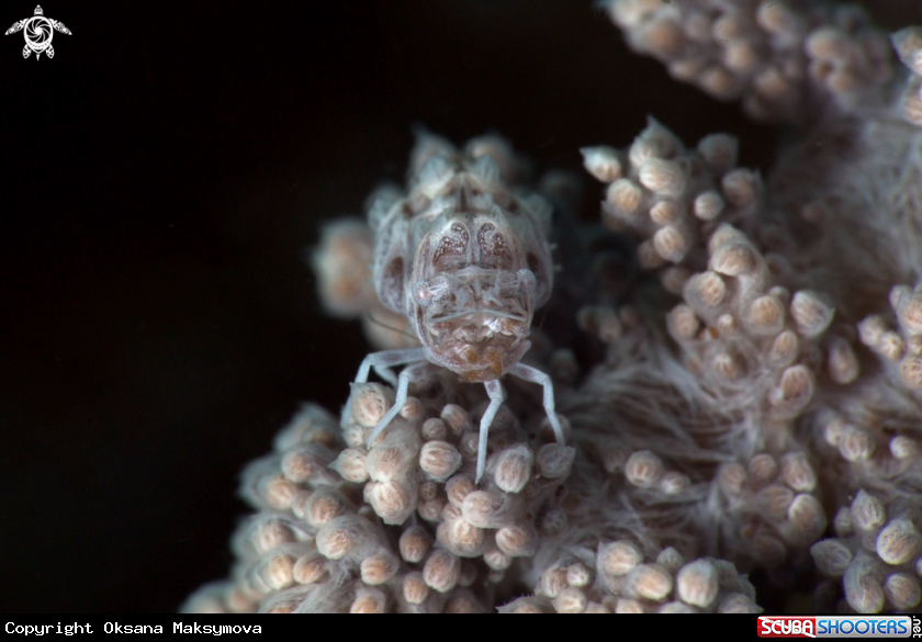 Humpback Soft Coral Shrimp (Alcyonohippolyte dossena)