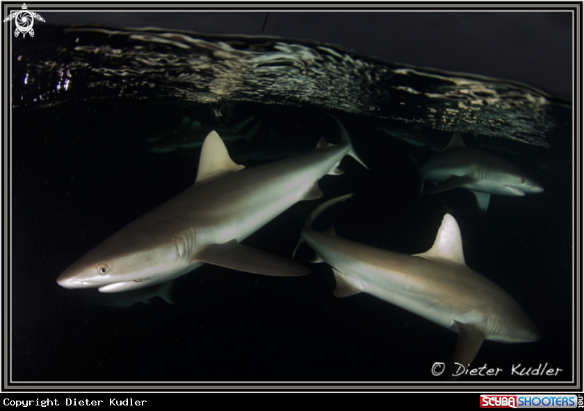 Sharks at Vertigo