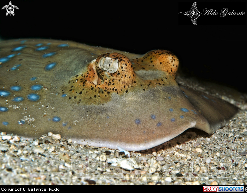 A Blue Spotted Rays 