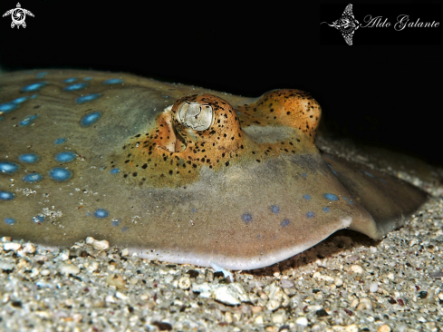 A Blue Spotted Rays 