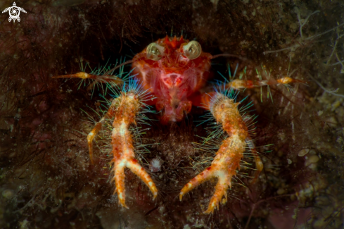 A Olivar's Squat Lobster (Munida olivarae)