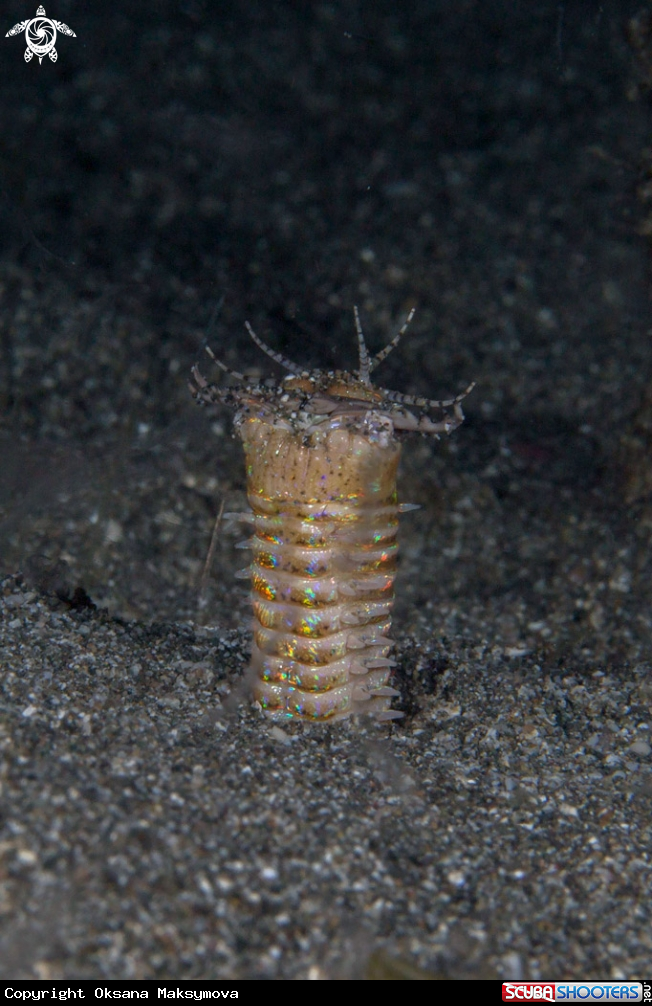 Bobbit worm  (Eunice aphroditois) 