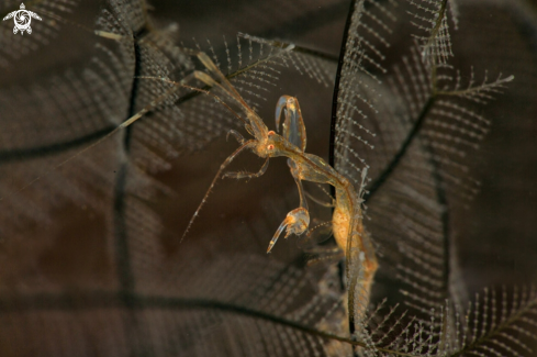 A Skeleton Shrimp Caprella spp. carrying the eggs