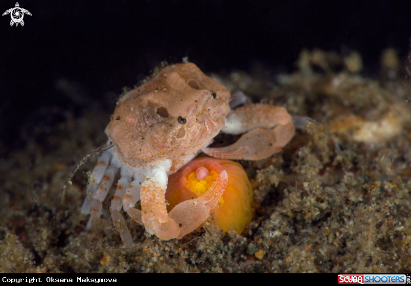  Very tiny crab aprox 3mm (Heteronucia globata) 