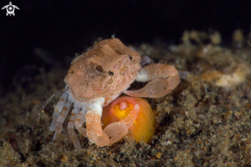 A  Very tiny crab aprox 3mm (Heteronucia globata) 