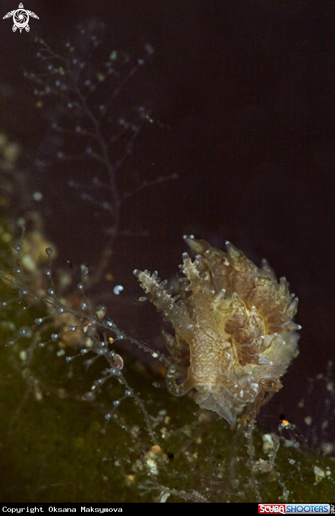 A Nudibranch  species of Baeolidia