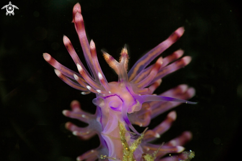 Nudibranch Coryphellina rubrolineata
