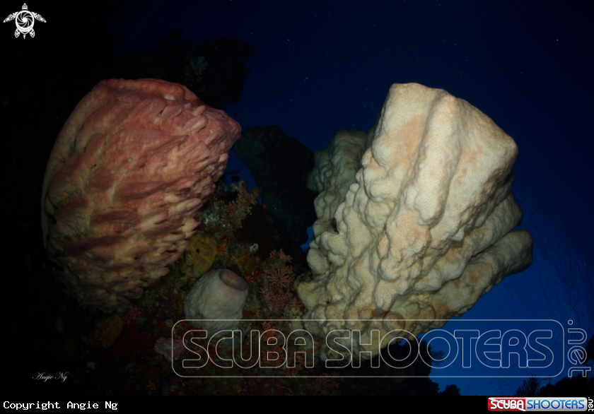 A Sponges coral