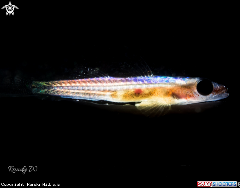 A Goby Fish