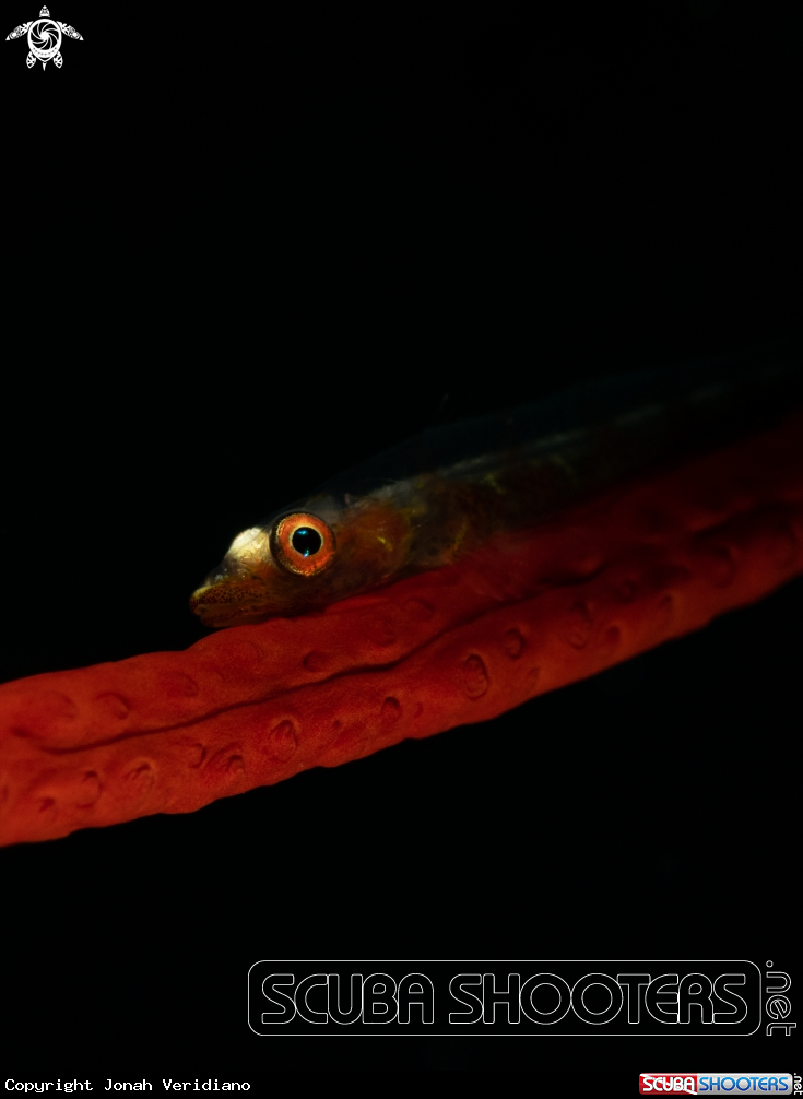 A Goby on whip coral
