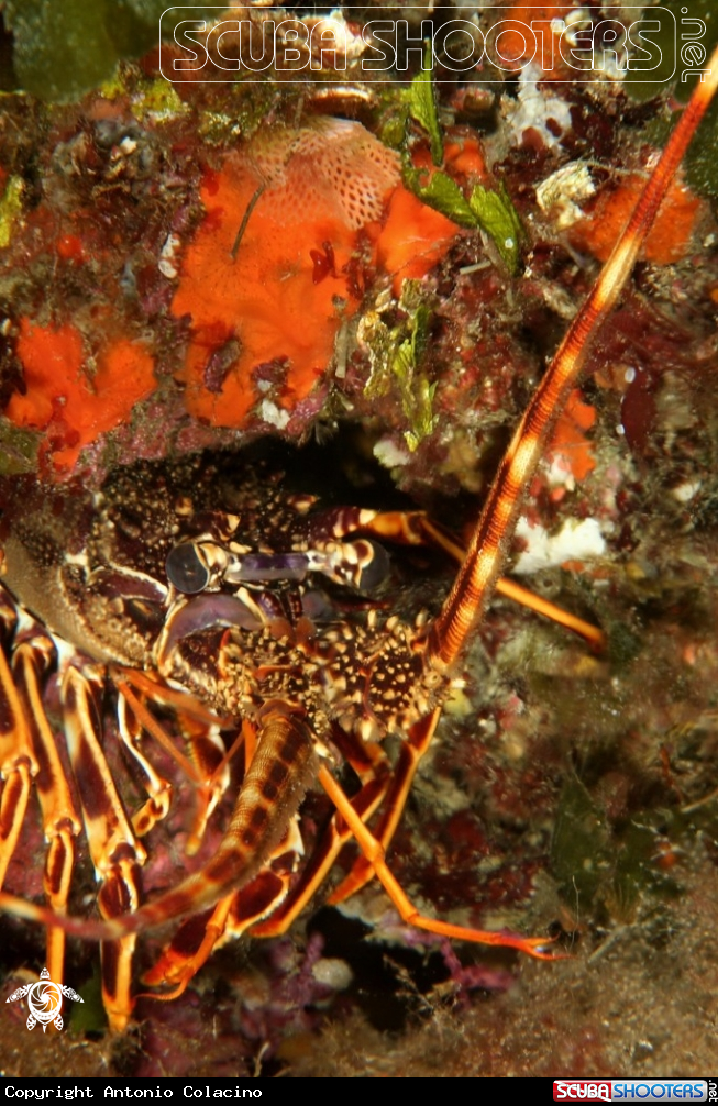 Aragosta-Lobster