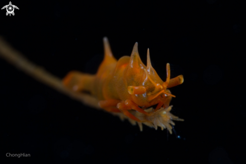 A Miropandalus Hardingi | Dragon Shrimp