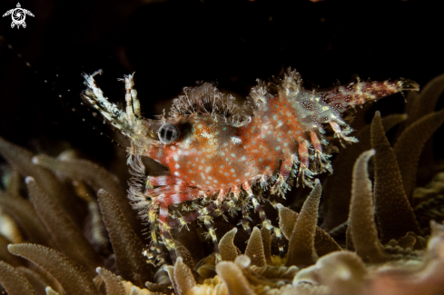 A Saron marmoratus | Marble shrimp