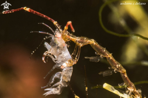 A Amphipod, Skeleton Shrimp