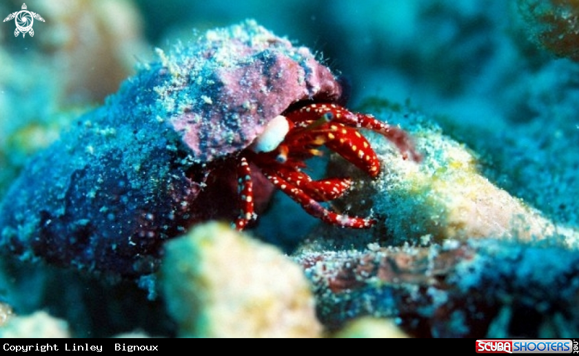 A Hermit Crab at a deep reef dive Mauritius