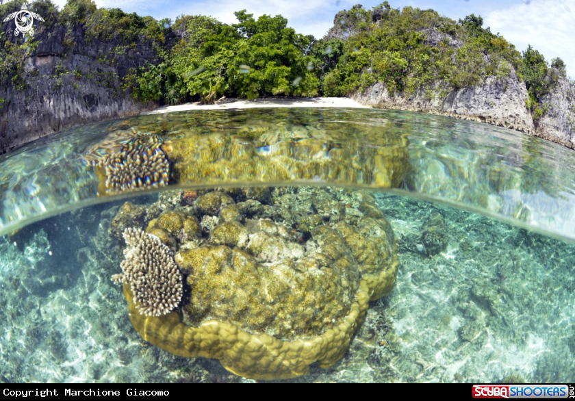 Reef coral 
