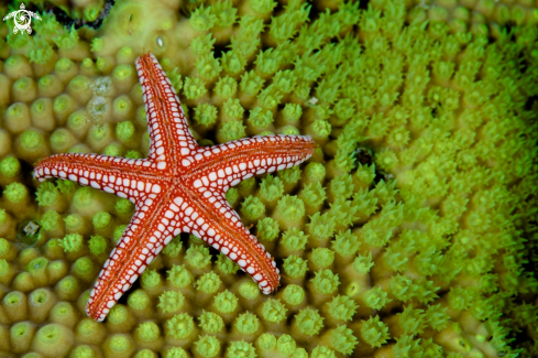 A Pebbled Sea Star | 